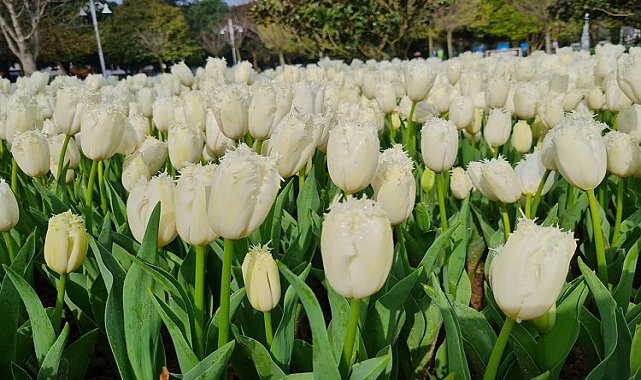 İstanbul&#039;da lale mevsimi