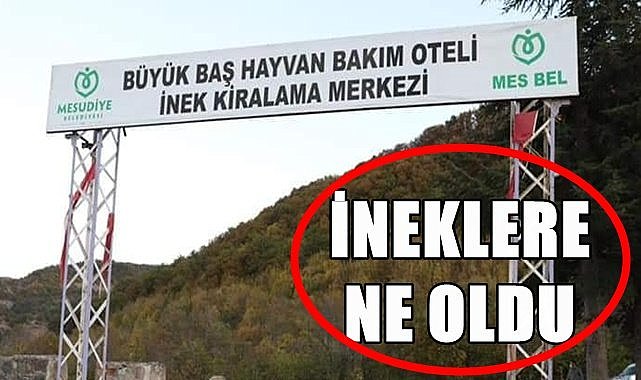 Ordu'da Hayvan Otelinden 26 inek kaçırıldı