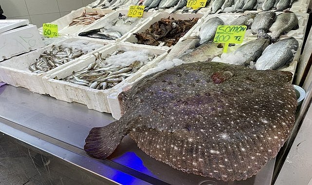 Ordu'da yakalanan 15 kilogramlık kalkan 6 bin TL'ye satıldı