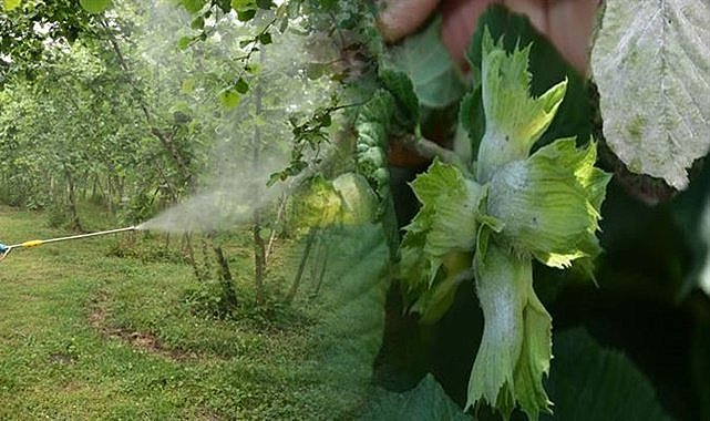 Tarım İl Müdürlüğü fındık üreticilerini uyardı