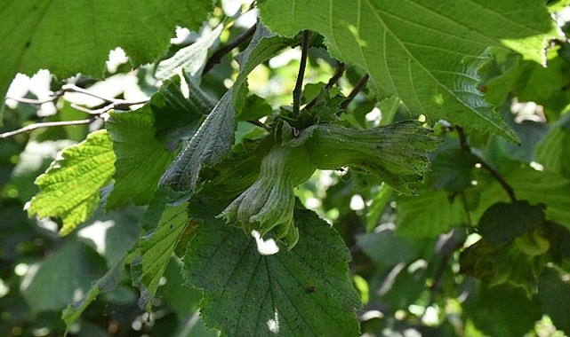 Fındık bahçesine müdahale