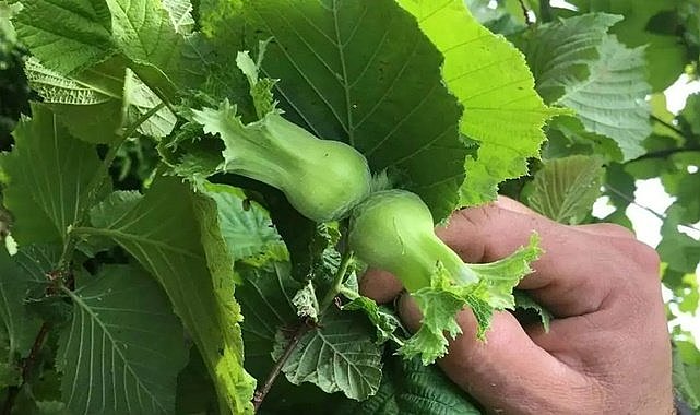 Fındık erken doğum yaptı