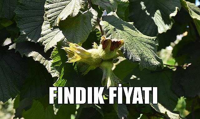 Fındık fiyatı 07.05.2023