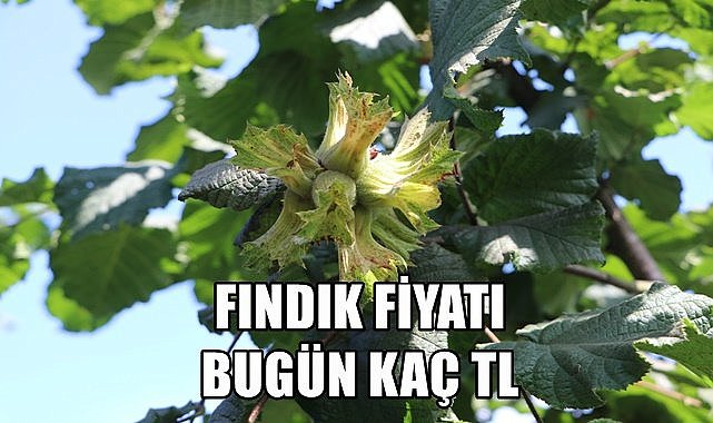Fındık fiyatı 15.05.2023