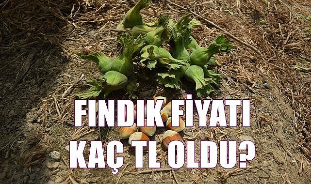 Fındık fiyatı kaç TL oldu