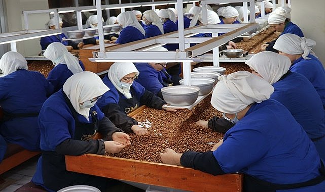 Fındıkta gelir düştü