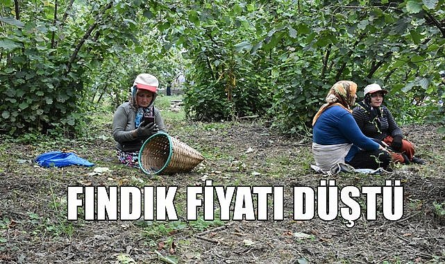 Fındıkta sıcak gelişme, fiyat düştü
