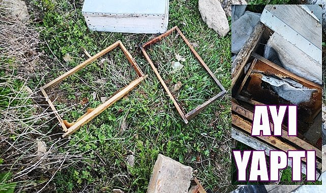 Kış uykusundan uyanan ayılar bal peteğine saldırdı