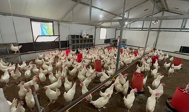 Ordu&#039;da yumurta tavukçuluğu destekleniyor