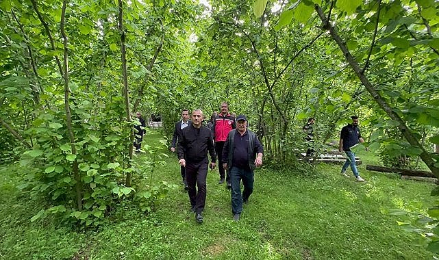 Ordu Valisi fındık bahçesine girdi
