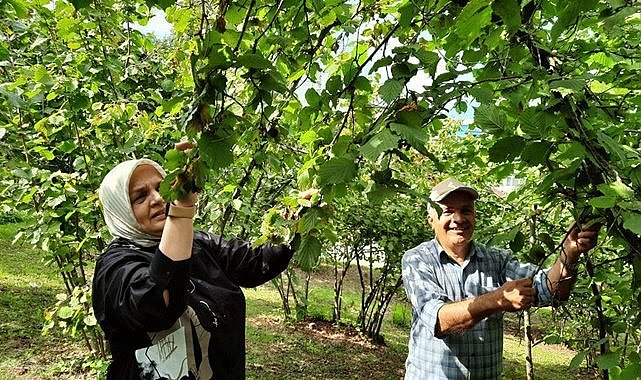 Ziraat Odası fındık üreticisini uyardı