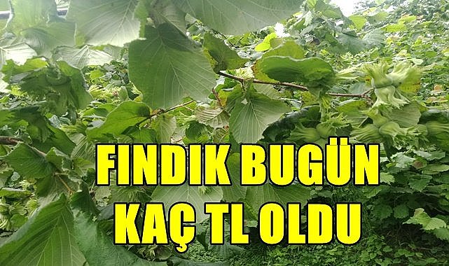 56 randıman fındık 65 TL