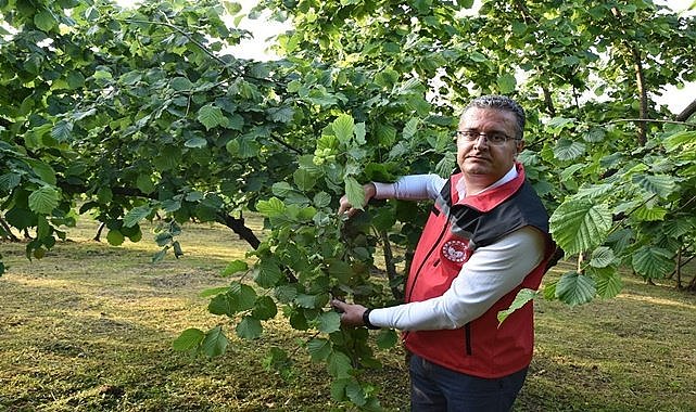 Dekar başına fındık verimi arttı