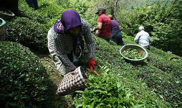 Fındığın başkentinde çay hasadı