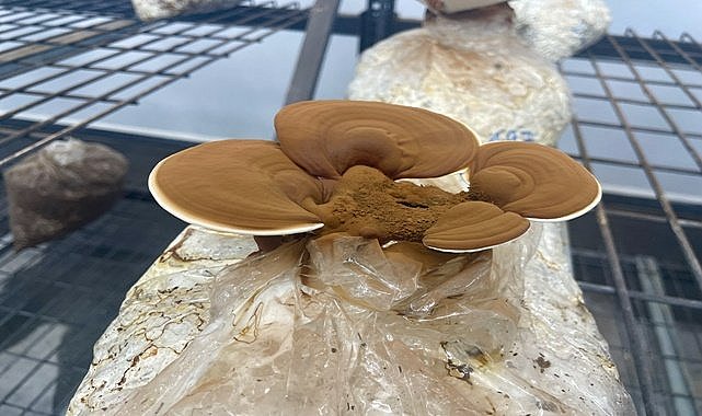 Fındık dalından mantar elde ettiler