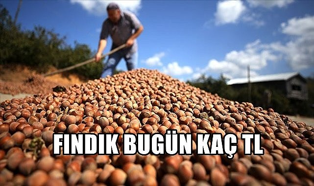 Fındık fiyatı 09.06.2023
