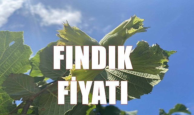 Fındık fiyatı 17.06.2023