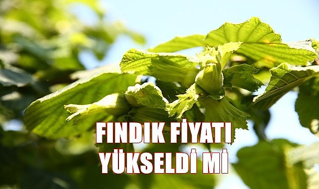 Fındık fiyatı 25.06.2023