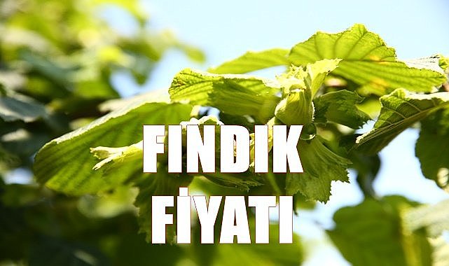 Fındık fiyatı 29.06.2023