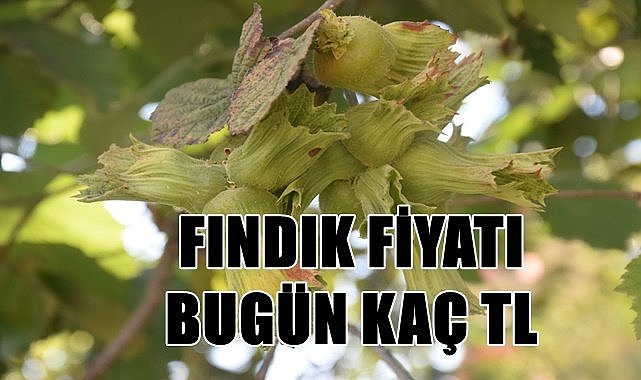 Fındık fiyatı yükseldi mi?