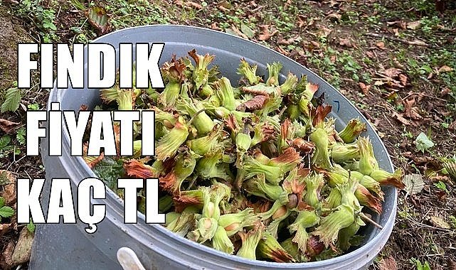 Fındık fiyatında hareketlilik var