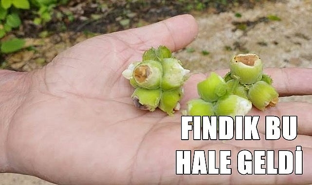 Fındık hastalığa yakalandı