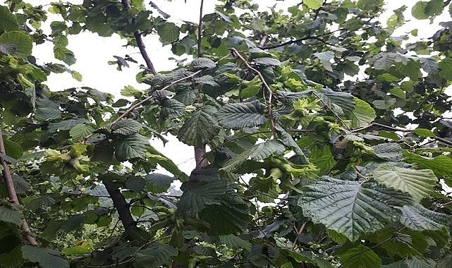 Fındık üreticisine Haziran uyarısı