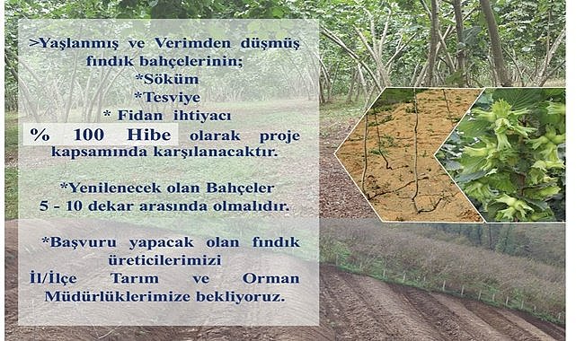 Fındık üreticisine hibe verilecek