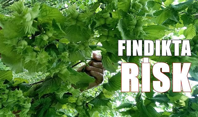 Fındıkta çürük tehlikesi