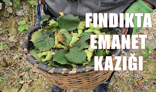 Fındıkta emanet kazığı!