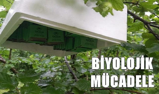 Fındıkta kokarca tehlikesi