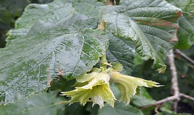 Fındıkta küllenme uyarısı