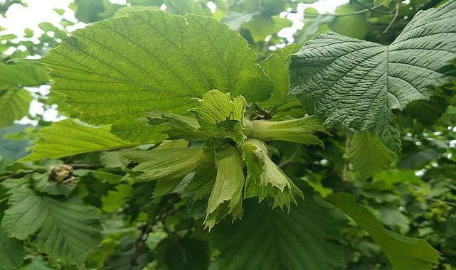 Fındıkta mücadele başladı