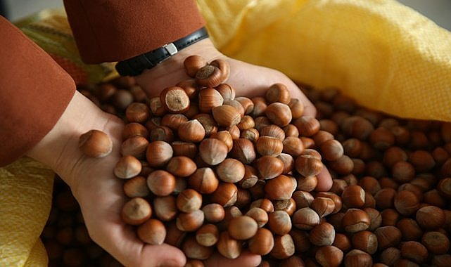 Fındıkta Sakarya, Ordu'yu tahtından indirdi