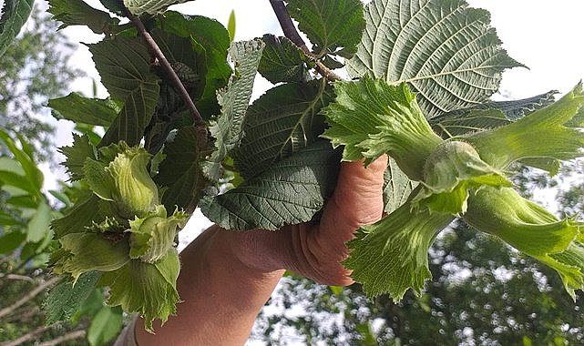 Fındıkta tehlike kapıda