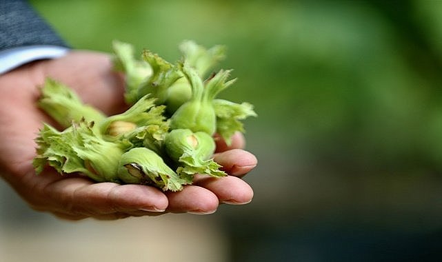 İklim değişikliği fındığı vurdu