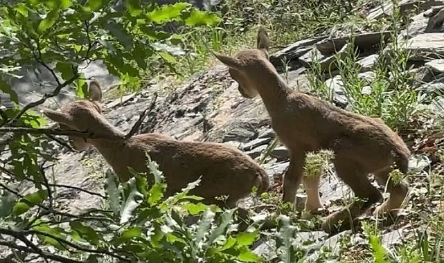 Öksüz kalan yavru yaban keçilerine 'süt anne' şefkati