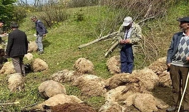 Ordu'da ayı koyun sürüsüne saldırdı