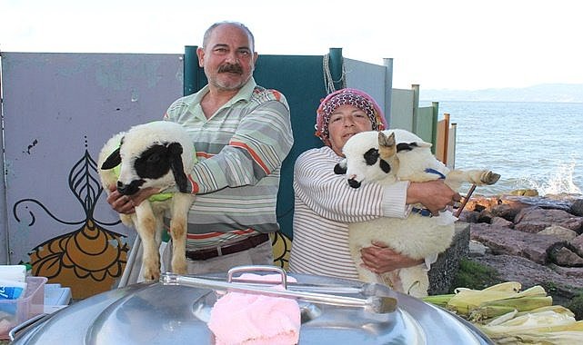 Ordu'da sahipsiz kuzular apartmanda bakılıyor