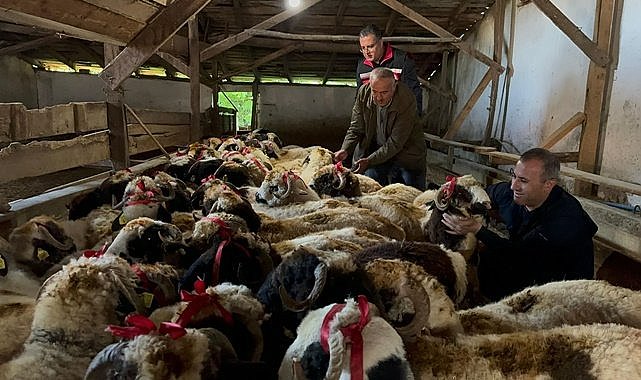 Ordu'da yetim ve öksüz çocuklara bayramlık koç