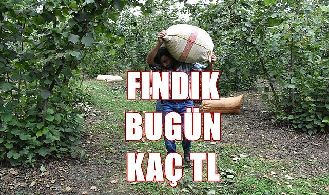 Ordu fındık fiyatı 20.06.2023