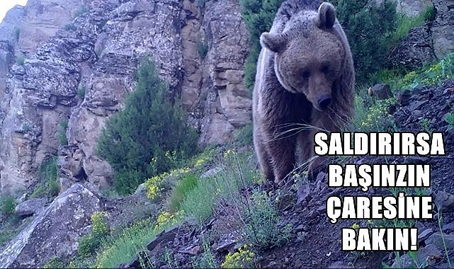 Ordu Valiliğinden bozayı uyarısı