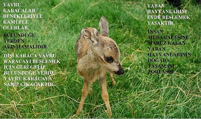 Ordululara yavru karaca uyarısı