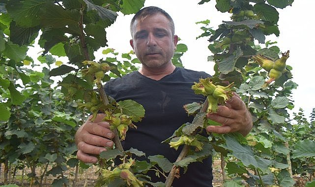 TMO fındık fiyatını erken açıklasın