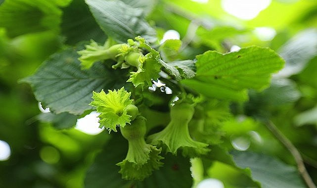 TMO'nun fındık satışı fiyatı etkileyecek