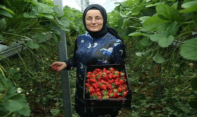 Topraksız tarımla ürettiği çilekler için siparişe yetişemiyor