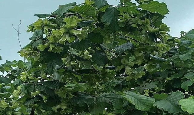 Yağmur fındığı vurdu