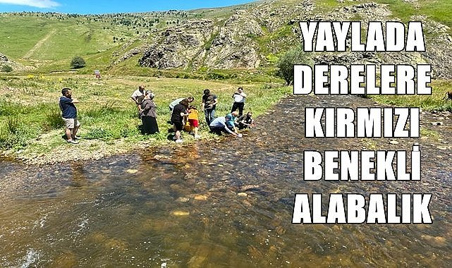 Çambaşı Yaylası'nda derelere kırmızı benekli alabalık