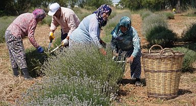 CHP'li Değirmendereli'nin hedefi lavanta ekimini yüzlerce dekara çıkarmak