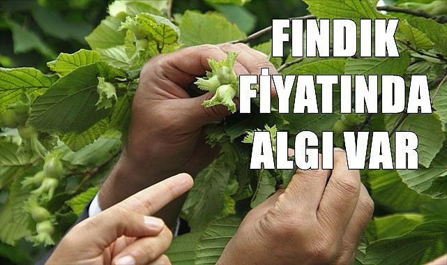 Fındığa düşük fiyat için algı yapıyorlar